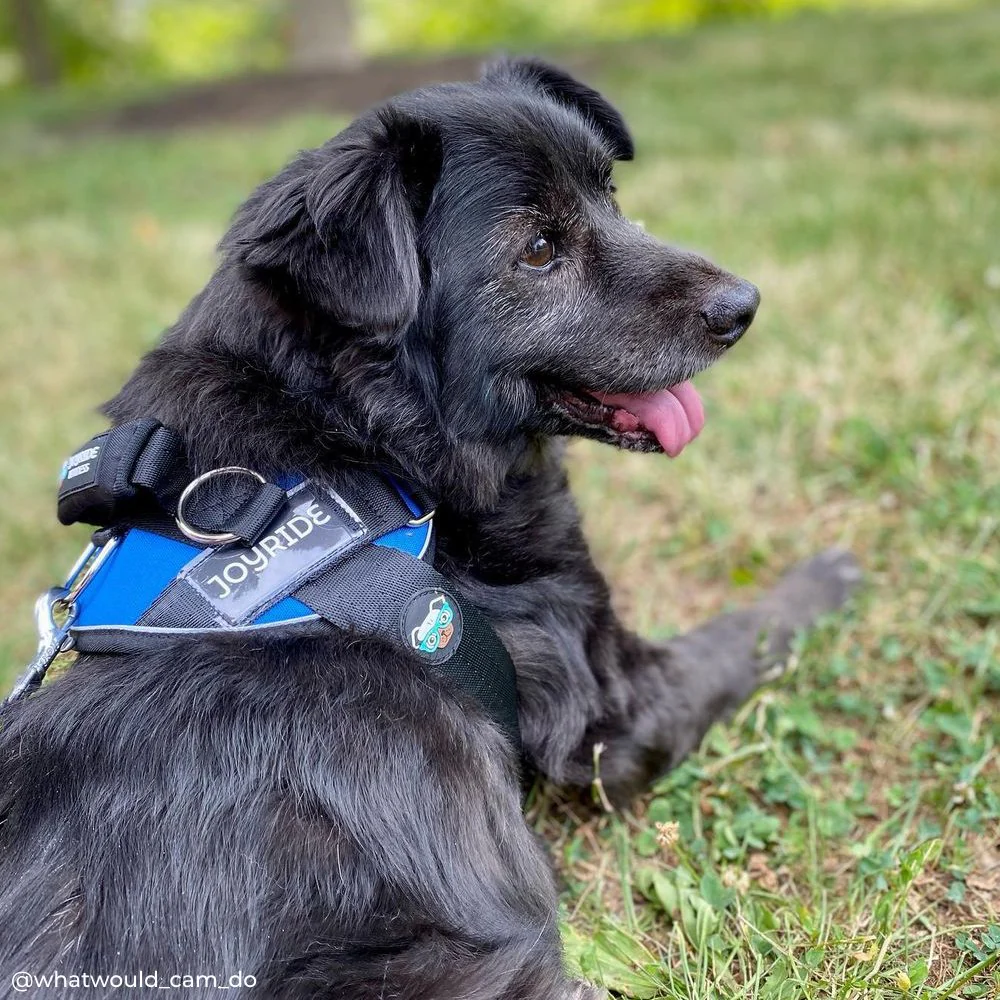 Joyride Dog Harness 2.0 (Solid Colors) | 15% Off - Image 5