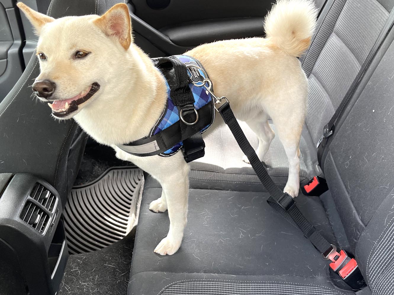Safety Seatbelt for Dogs | 15% Off - Image 4