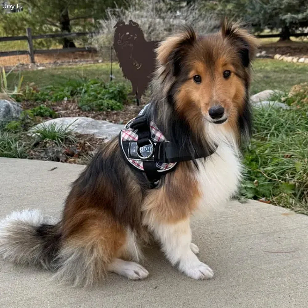 Fall Plaid Joyride Premium Advanced Dog Harness 2.0 - Image 5