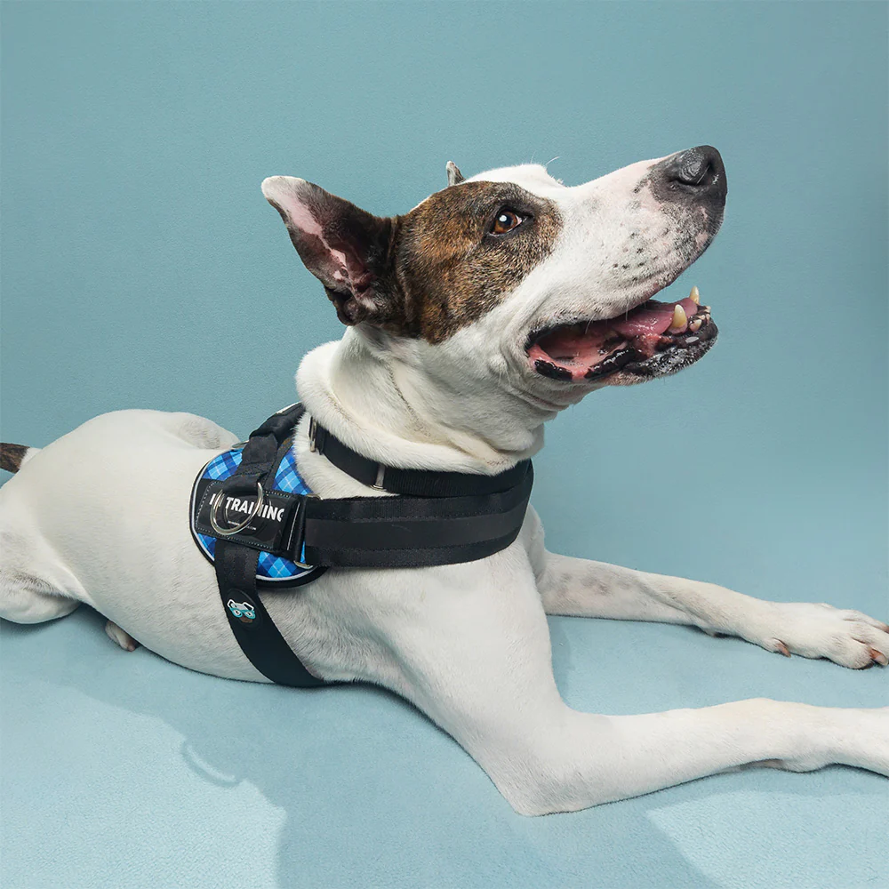 Joyride Premium Advanced Dog Harness 2.0 (Patterns) - Image 6