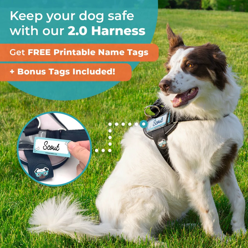 Joyride Premium Advanced Dog Harness 2.0 (Solid Colors) - Image 8