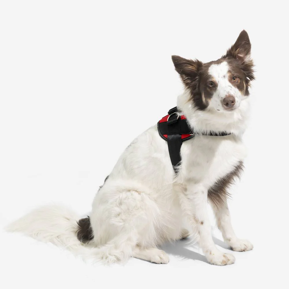 Joyride LUXE Dog Harness 1.0 - Image 4