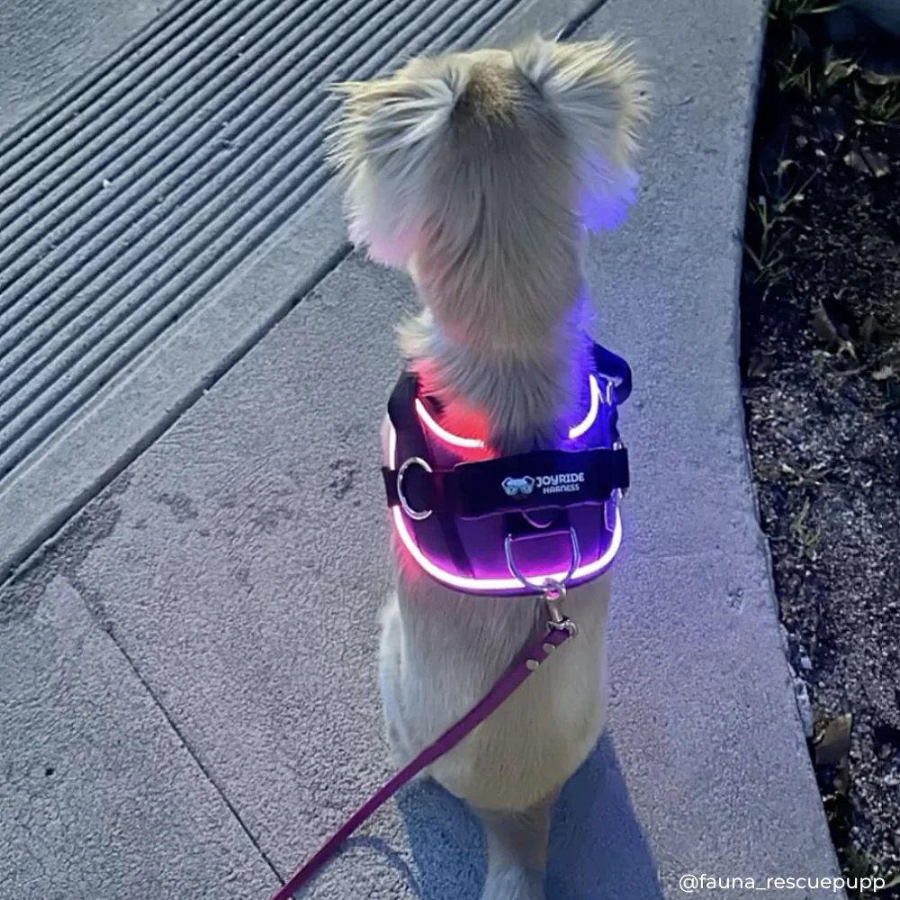 NEW! NightSafe LED Light Up Dog Harness 2.0 - Image 4