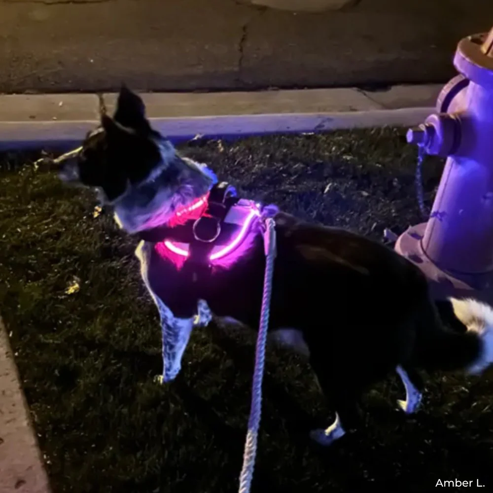 NEW! NightSafe LED Light Up Dog Harness 2.0 - Image 9