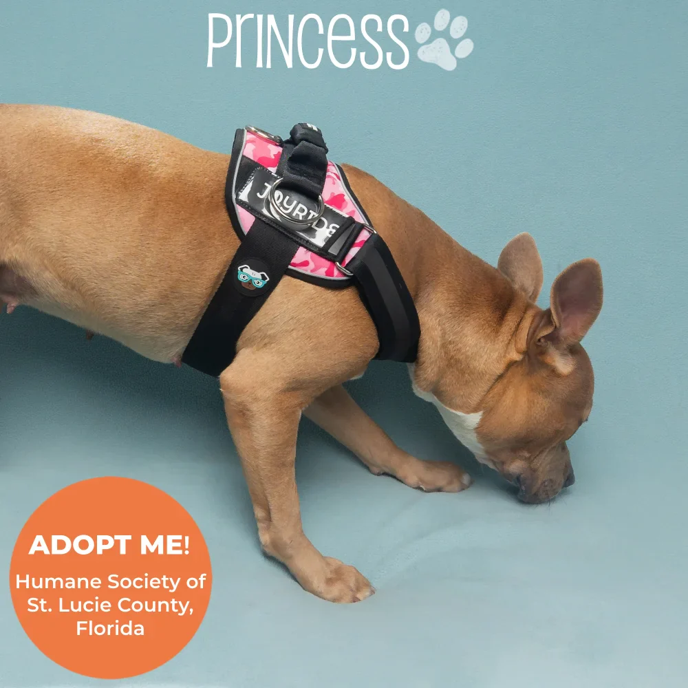 Pink Camo Joyride Premium Advanced Dog Harness 2.0 - Image 2