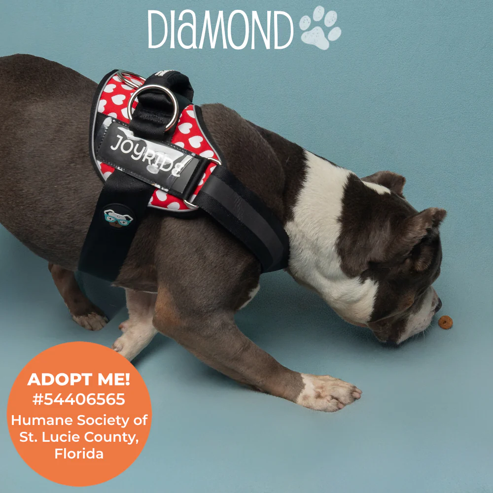 Red Hearts Joyride Premium Advanced Dog Harness 2.0 - Image 3