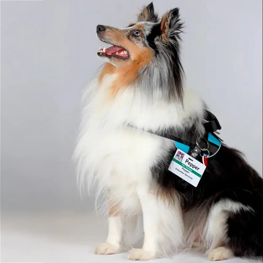 Teal Ocean Joyride Premium Advanced Dog Harness 2.0 - Image 5