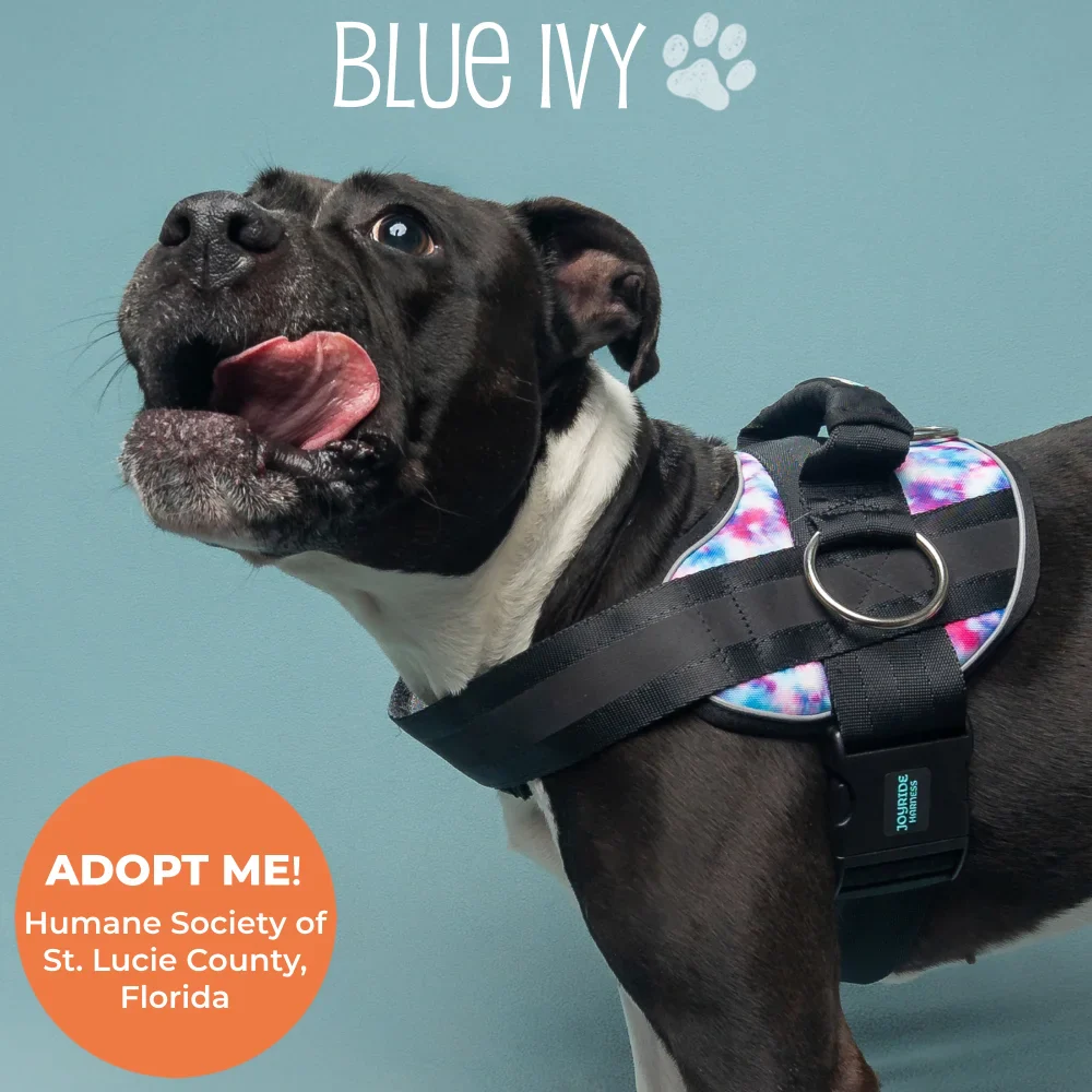 Tie Dye Joyride Premium Advanced Dog Harness 2.0 - Image 2