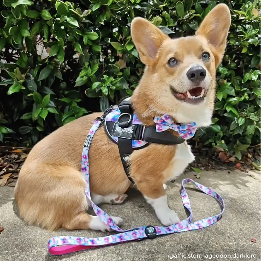 Tie Dye Joyride Premium Advanced Dog Harness 2.0 - Image 4