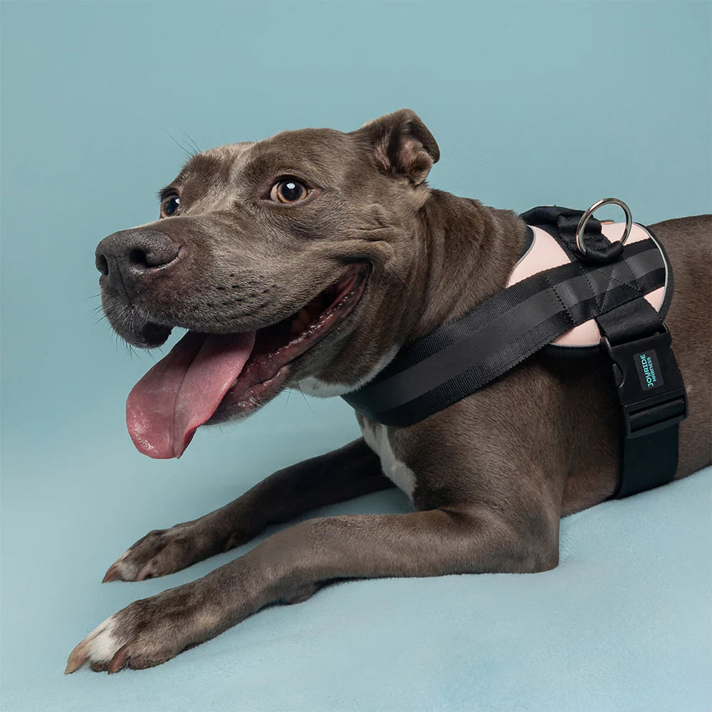 Joyride Premium Advanced Dog Harness 2.0 (Solid Colors) - Image 10