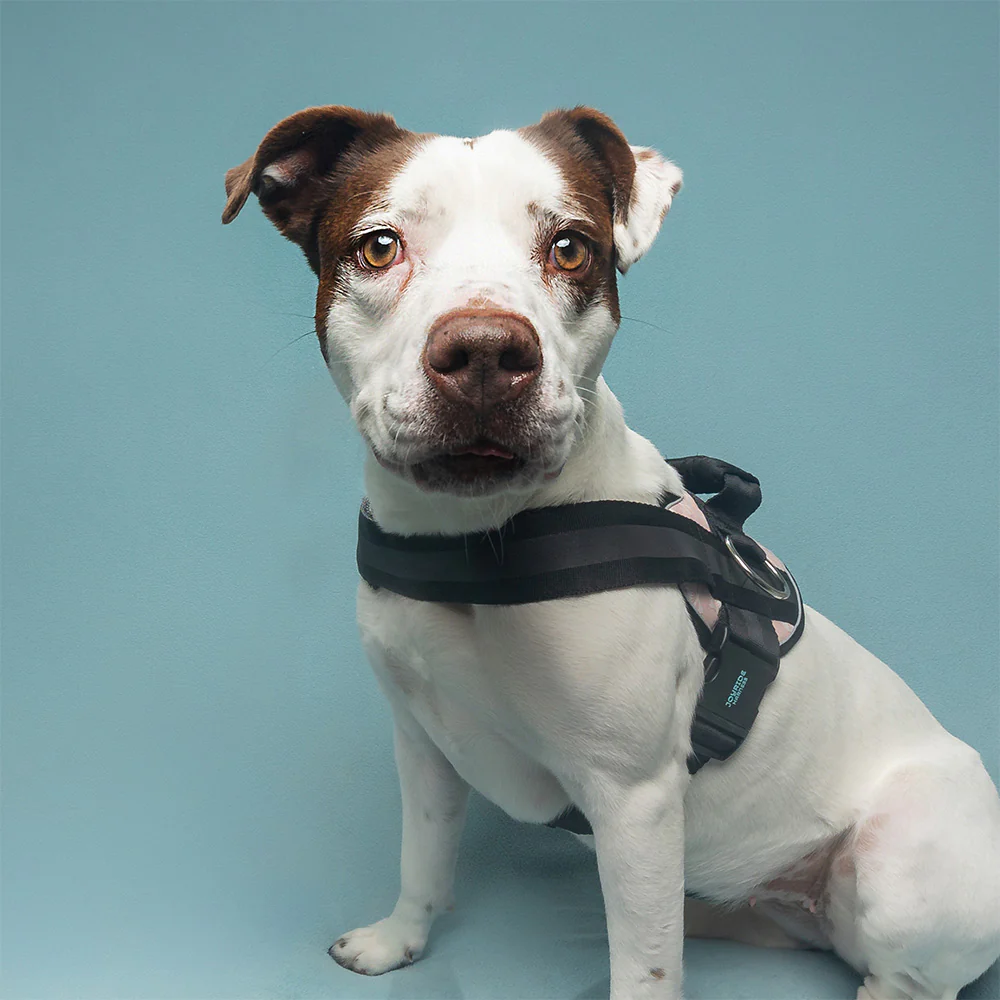 Joyride Premium Advanced Dog Harness 2.0 (Solid Colors) - Image 14
