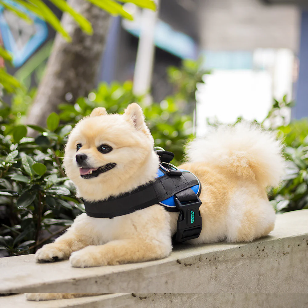 Joyride Premium Advanced Dog Harness 2.0 (Solid Colors) - Image 7